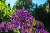 Einfamilienhaus in einem Gartenparadies mit eigenem Bachlauf - Die Natur fühlt sich hier zu Hause